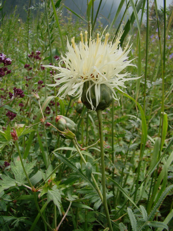 Image of Rhaponticoides ruthenica specimen.