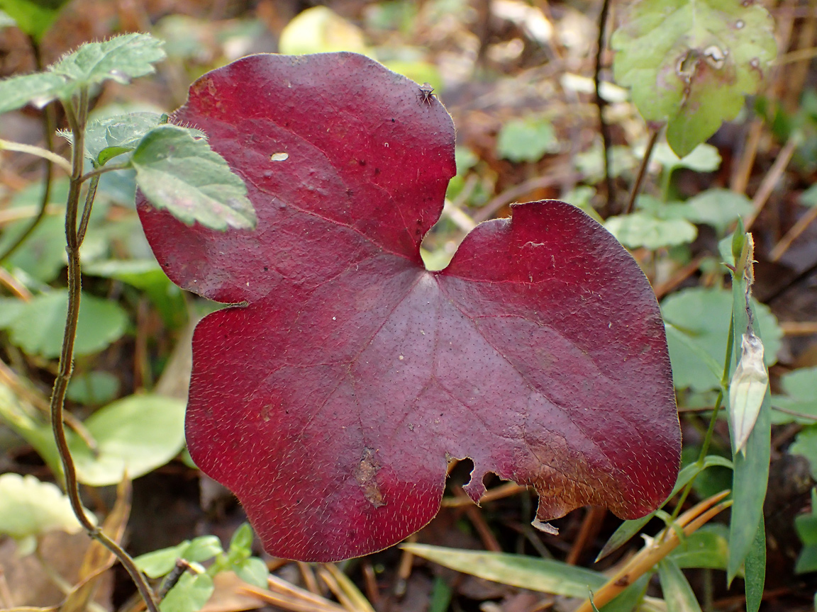 Изображение особи Hepatica nobilis.