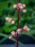 Heuchera &times; hybrida