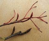 Aronia melanocarpa