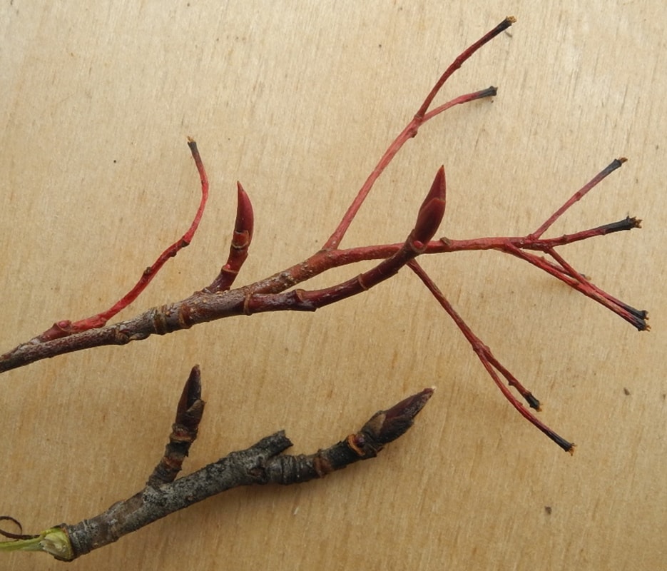 Image of Aronia melanocarpa specimen.