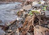 род Ranunculus. Вегетирующее растение с обнажившимися корнями. Краснодарский край, м/о г. Новороссийск, ущ. Щель Мардакова, берег безымянной реки, каменистый пляж. 13.02.2016.