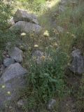 Centaurea sosnovskyi