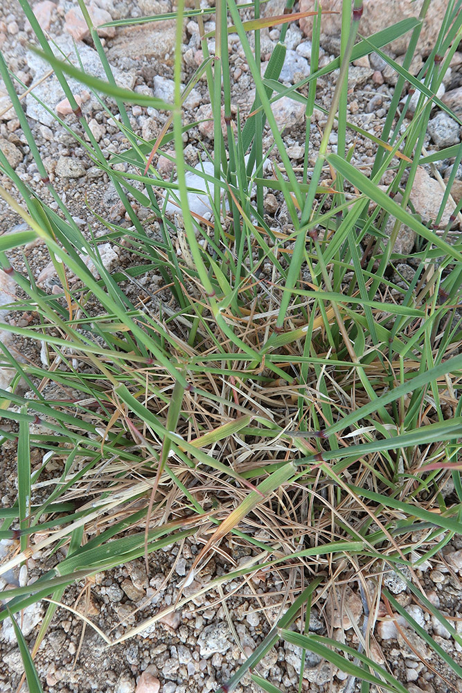 Image of genus Agropyron specimen.