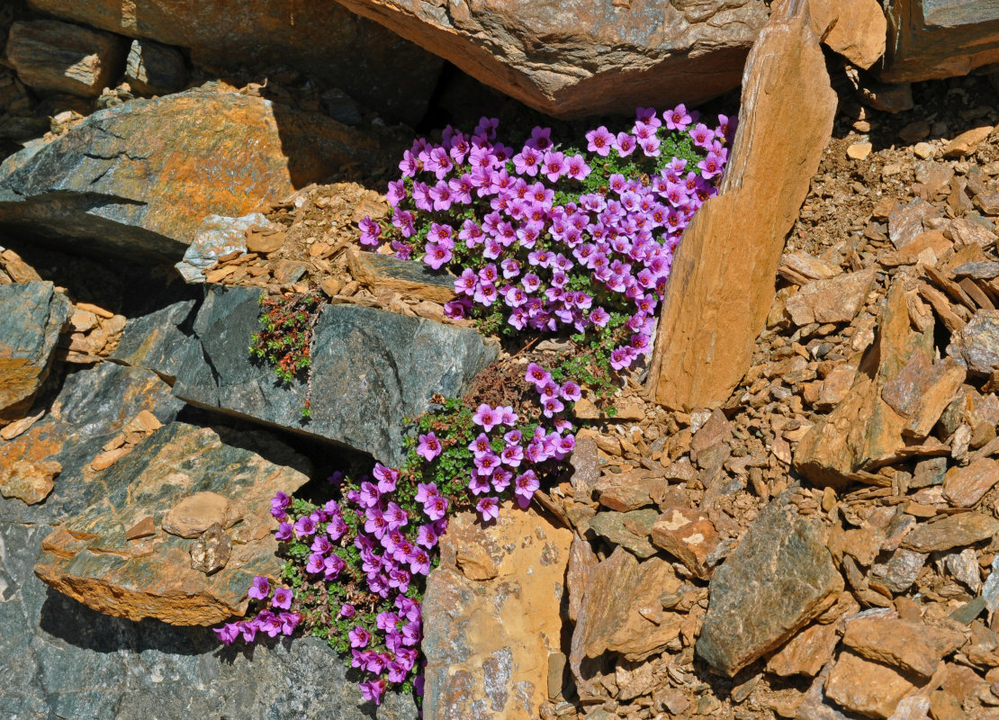 Image of Saxifraga asiatica specimen.