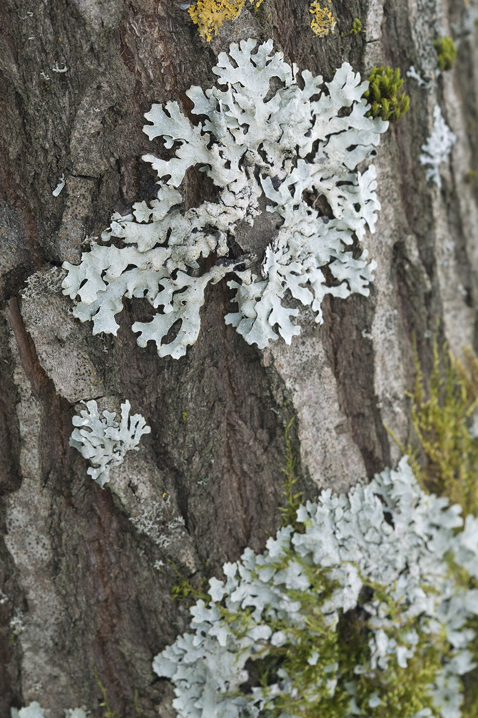 Изображение особи Parmelia sulcata.