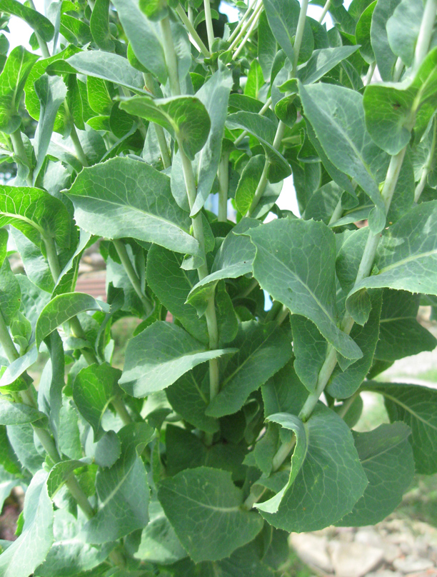 Изображение особи Lactuca sativa.