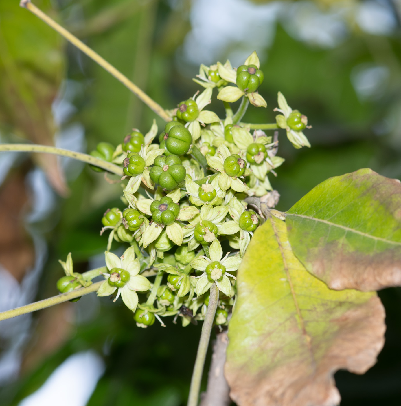 Изображение особи Casimiroa edulis.