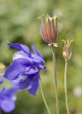 Aquilegia jucunda