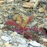 Sonchus oleraceus