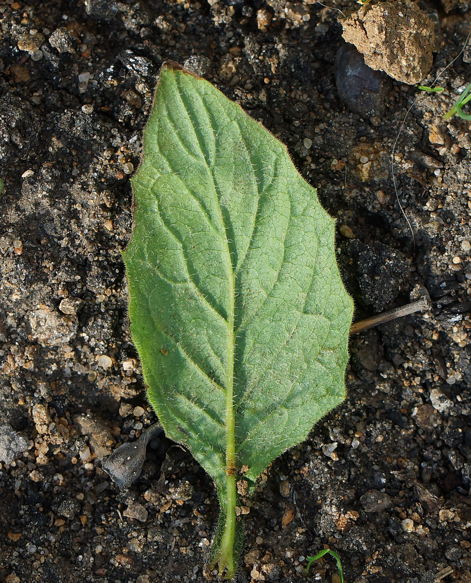 Image of Lapsana communis specimen.