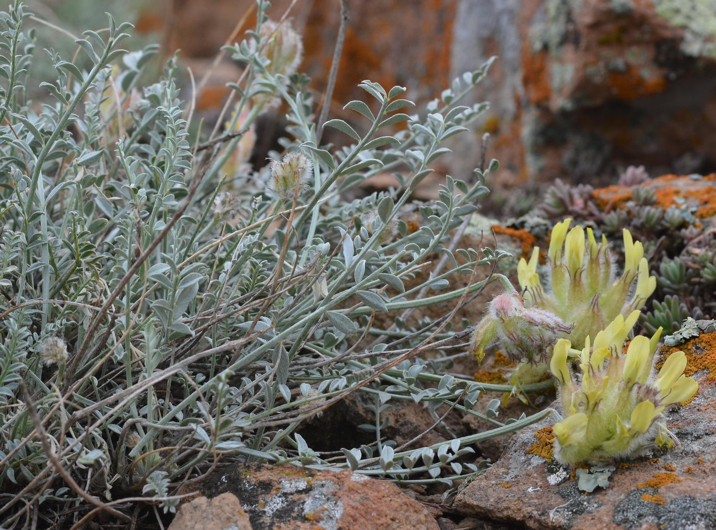 Изображение особи Astragalus ellipsoideus.