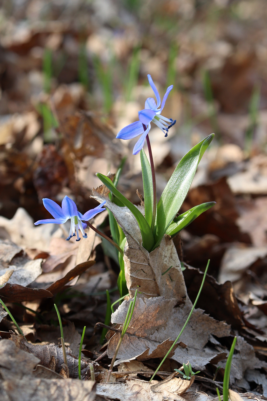 Изображение особи Scilla siberica.