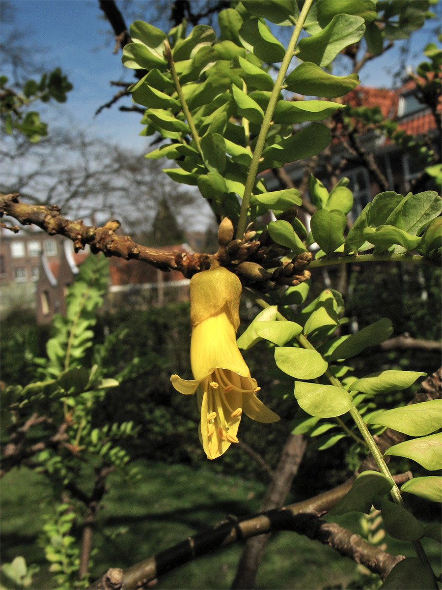 Image of Sophora microphylla specimen.