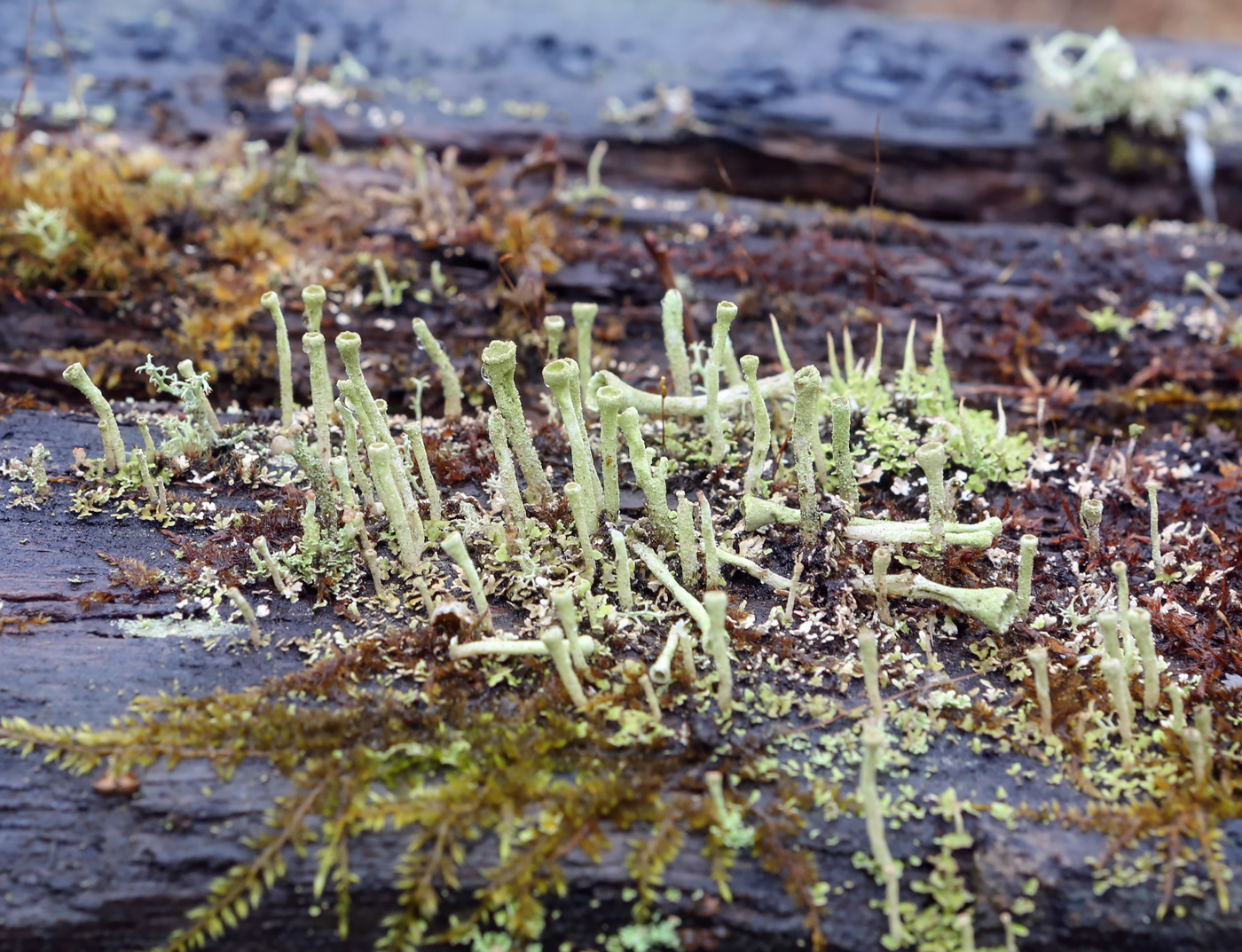 Изображение особи род Cladonia.