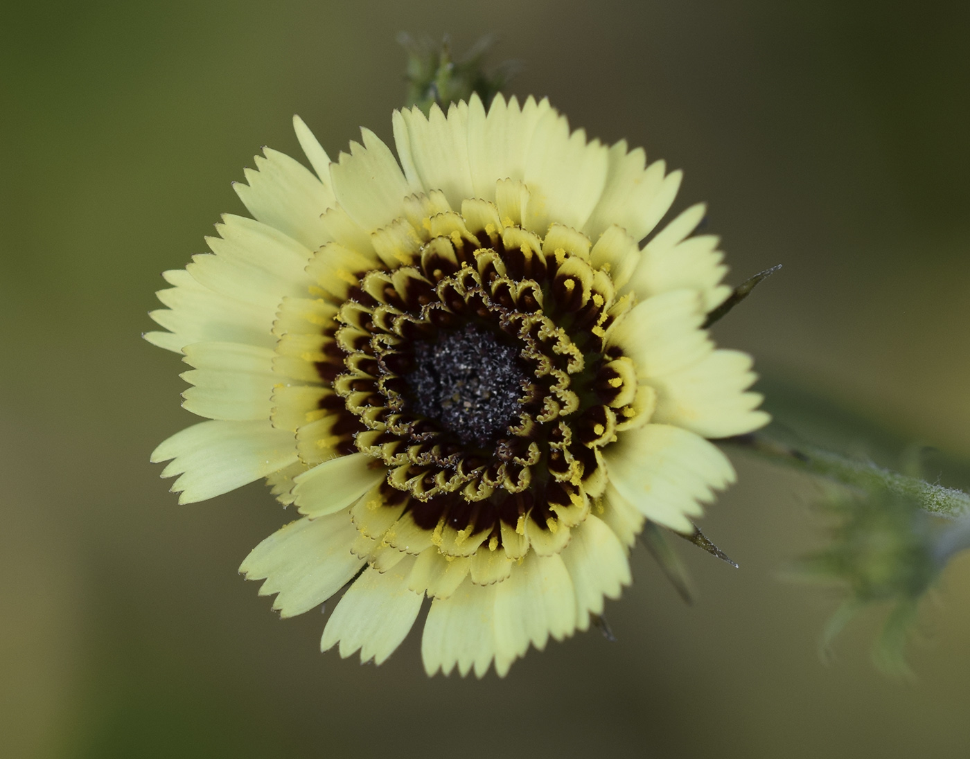 Изображение особи Tolpis umbellata.