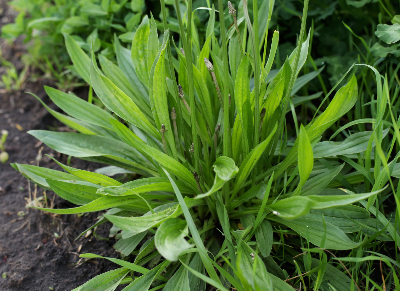 Изображение особи Plantago lanceolata.