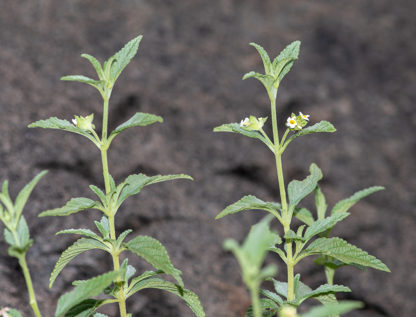 Image of Lantana dinteri specimen.