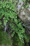 Adiantum capillus-veneris. Вайи. Крым, Севастополь, р-н мыса Фиолент, у родника. 02.06.2020.