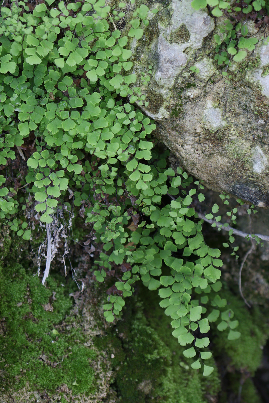 Image of Adiantum capillus-veneris specimen.