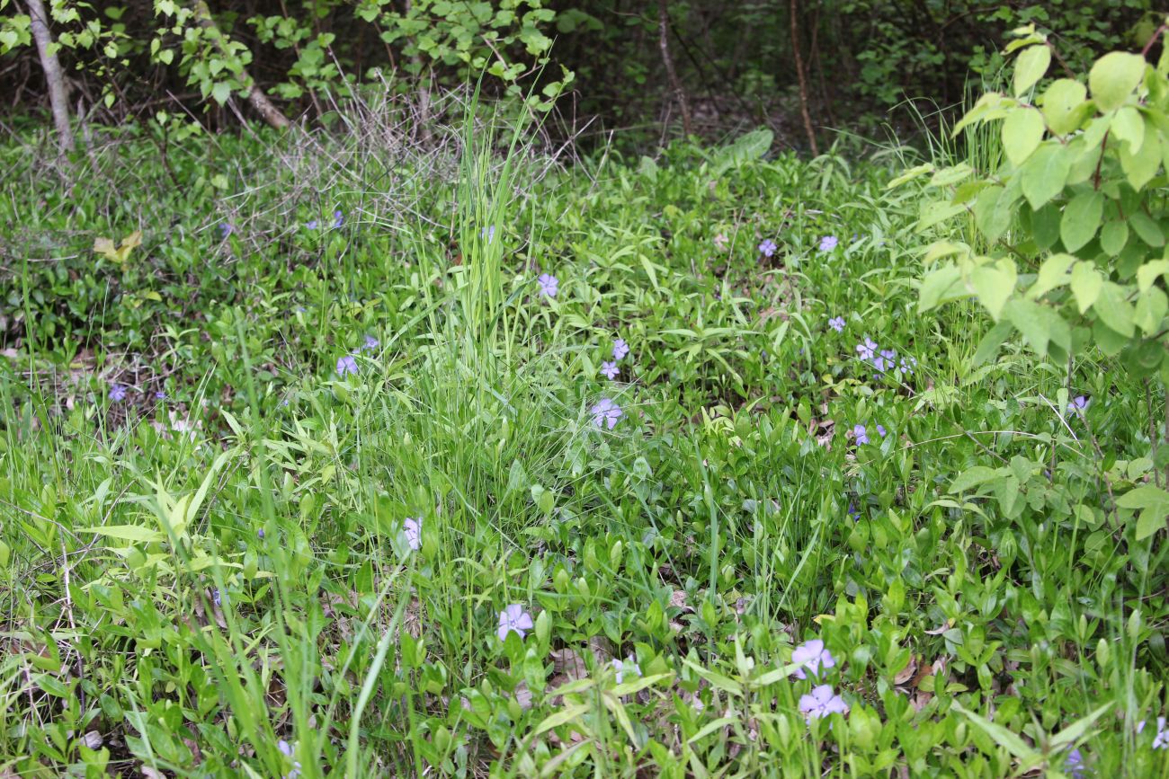 Image of Vinca minor specimen.