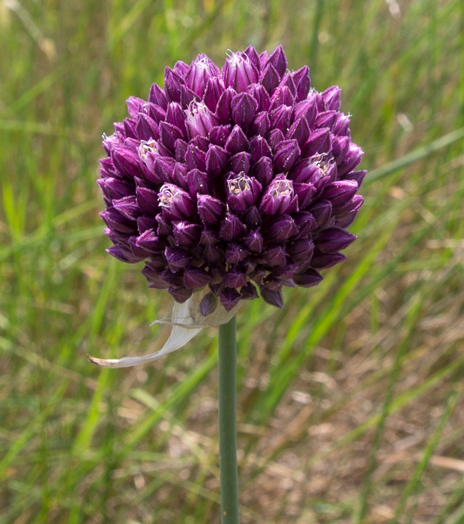 Image of Allium rotundum specimen.