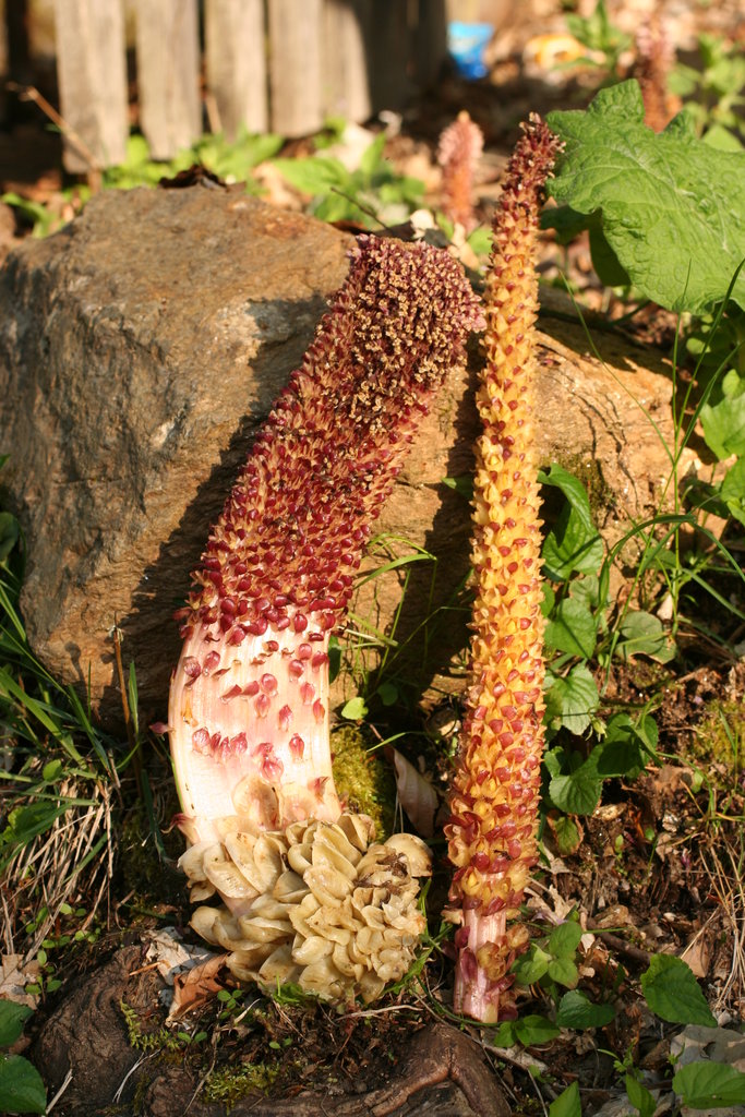 Изображение особи Lathraea rhodopea.