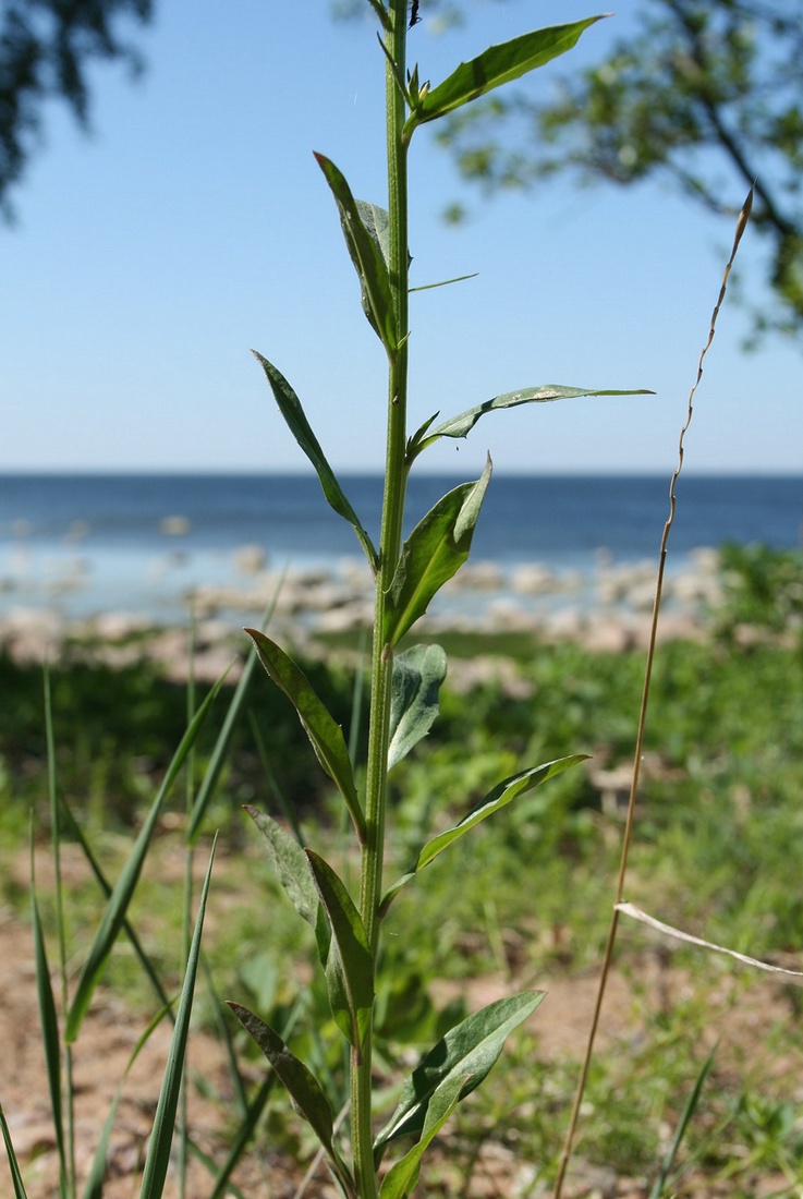 Image of Erysimum hieraciifolium specimen.