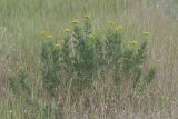 Tanacetum vulgare