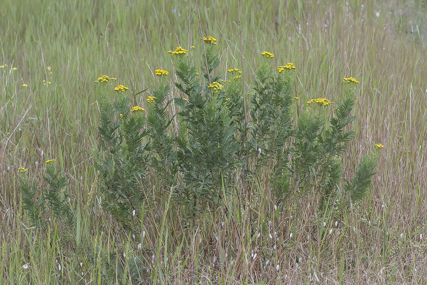 Изображение особи Tanacetum vulgare.