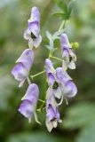 Aconitum neosachalinense