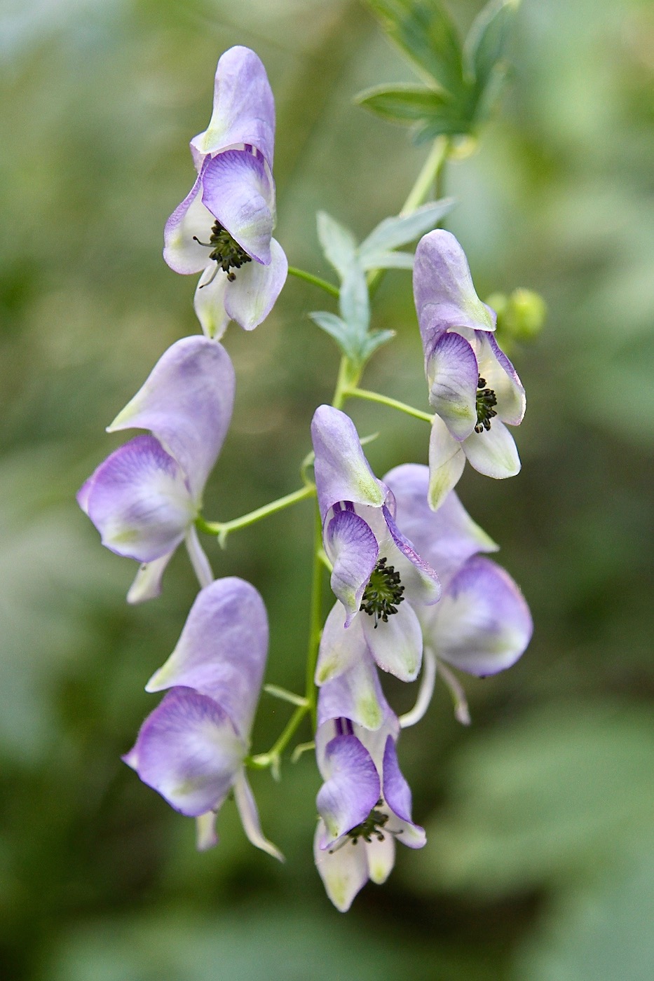 Изображение особи Aconitum neosachalinense.