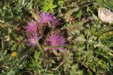 Cirsium esculentum. Цветущее растение. Республика Алтай, Усть-Канский р-н, Усть-Канская степь. 27.07.2020.