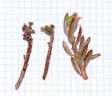 genus Oxalis. Верхушки побегов с молодыми листьями и черешками листьев. Перу, регион Куско, пос. Ollantaytambo, археологический комплекс, расщелина в скале. 11.10.2019.