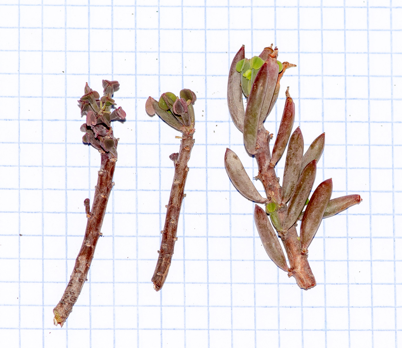 Image of genus Oxalis specimen.