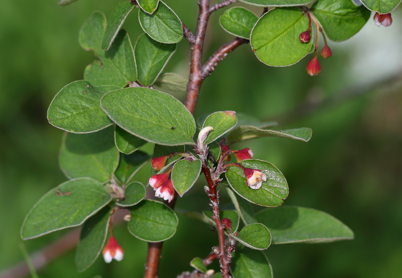 Image of Cotoneaster melanocarpus specimen.