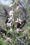 Delphinium camptocarpum