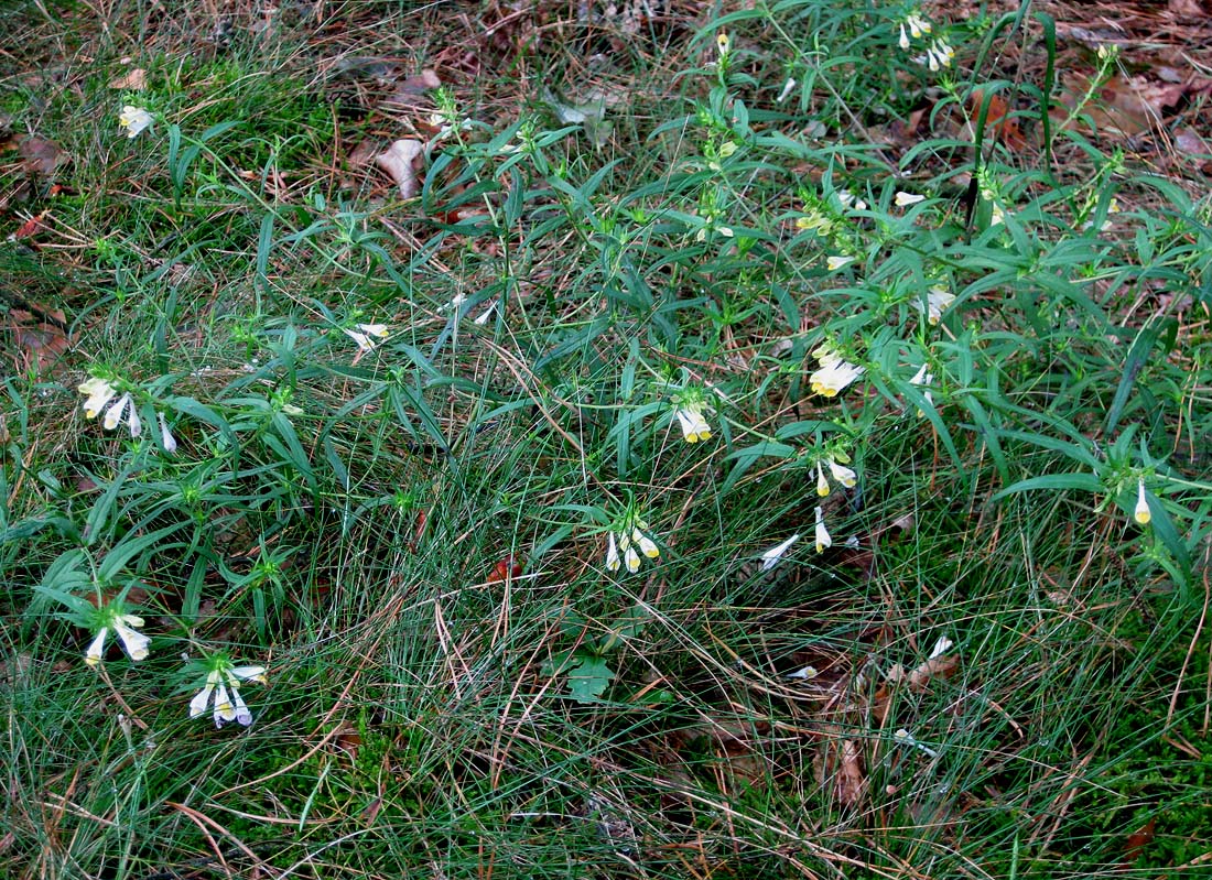 Image of Melampyrum pratense specimen.