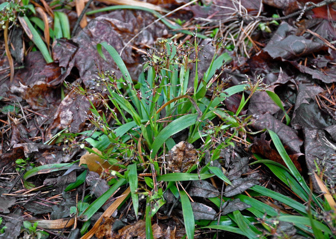 Image of Luzula pilosa specimen.