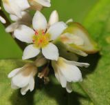 Fagopyrum esculentum