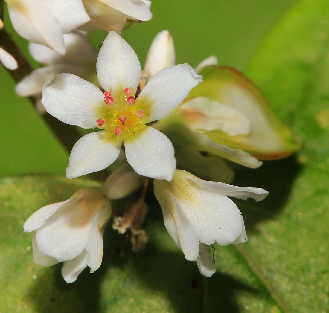 Изображение особи Fagopyrum esculentum.