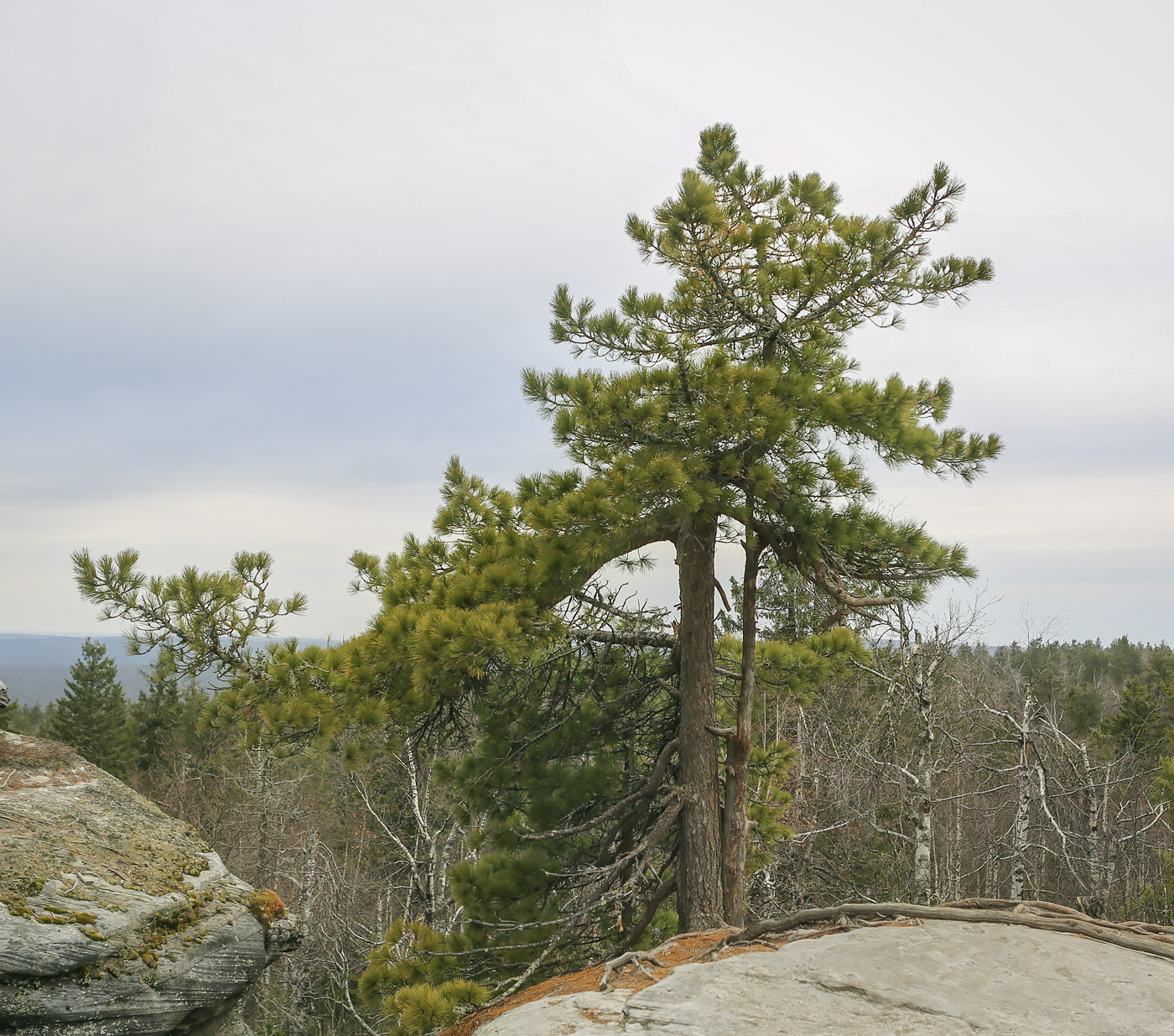 Изображение особи Pinus sibirica.