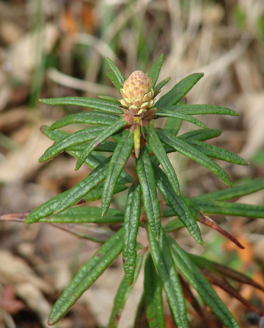 Image of Ledum palustre specimen.