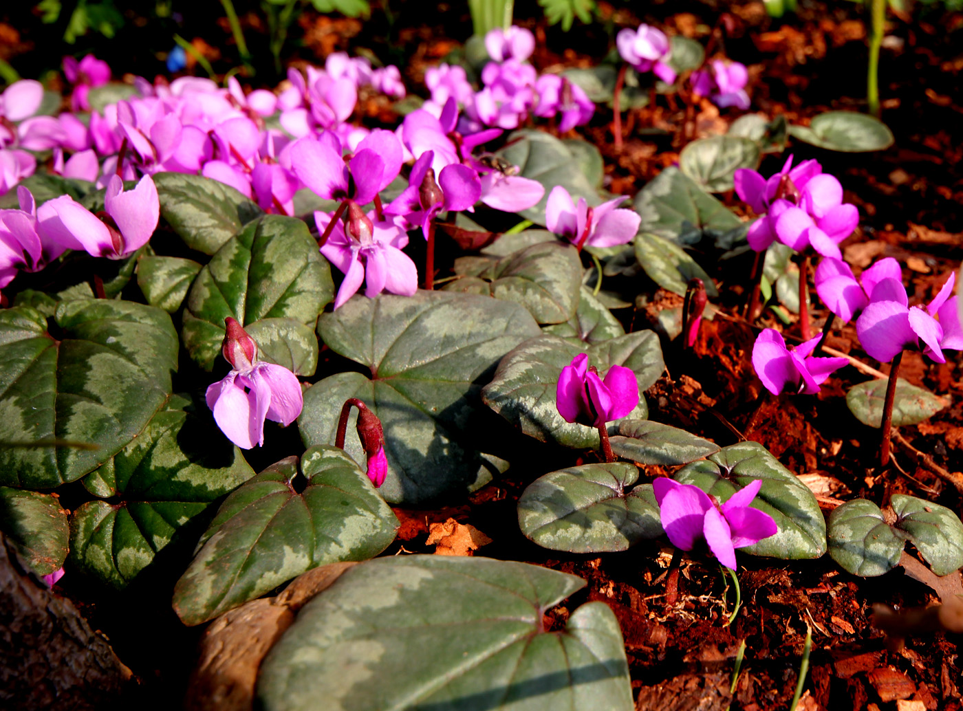 Image of Cyclamen coum specimen.