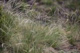 genus Stipa