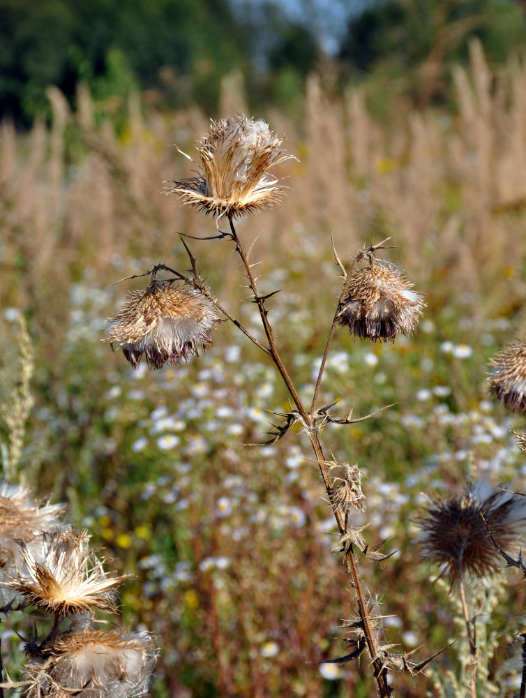 Изображение особи Cirsium vulgare.