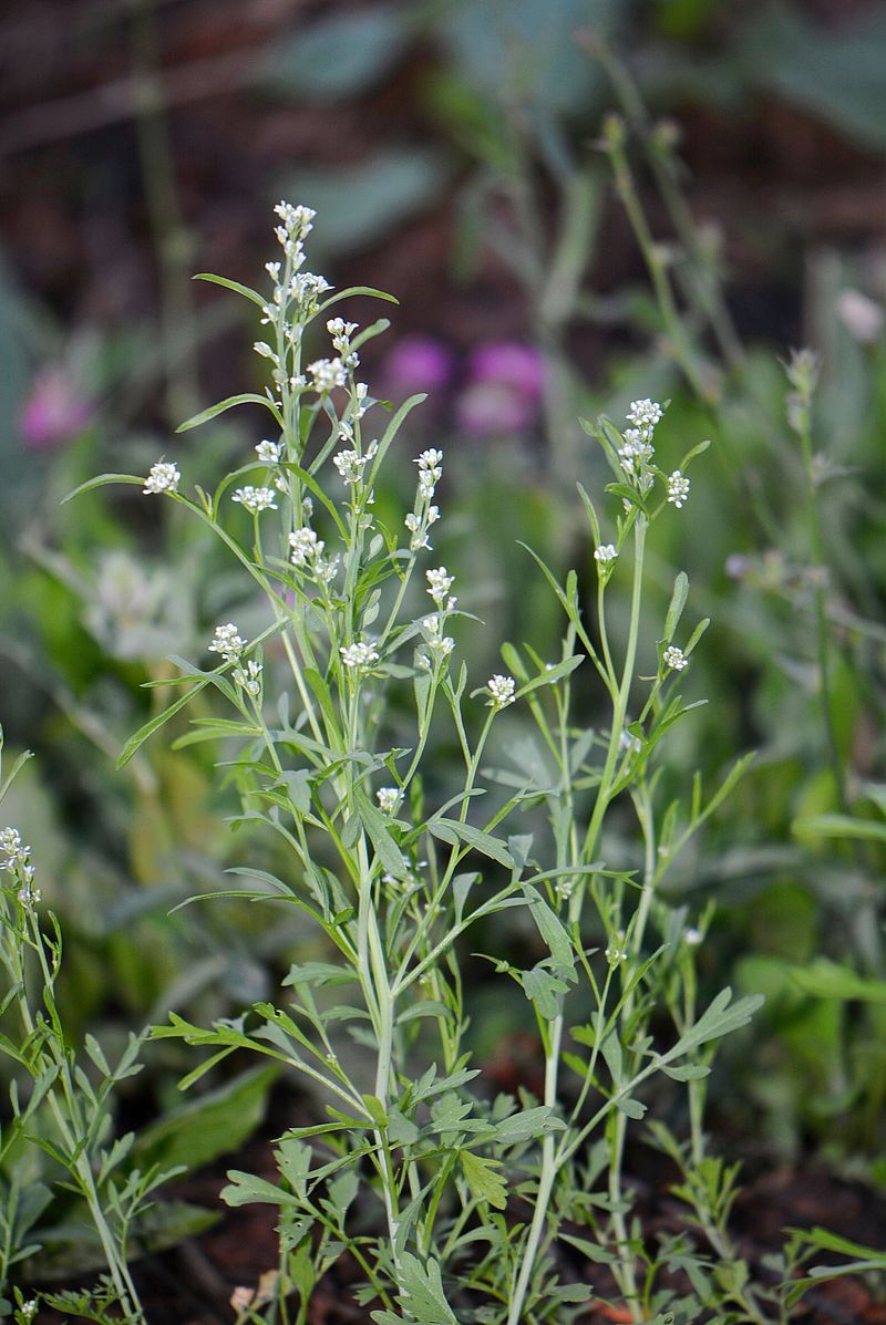 Изображение особи Lepidium sativum.