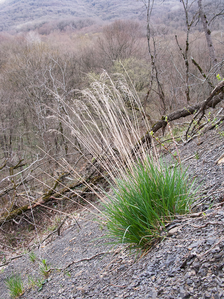 Изображение особи семейство Poaceae.