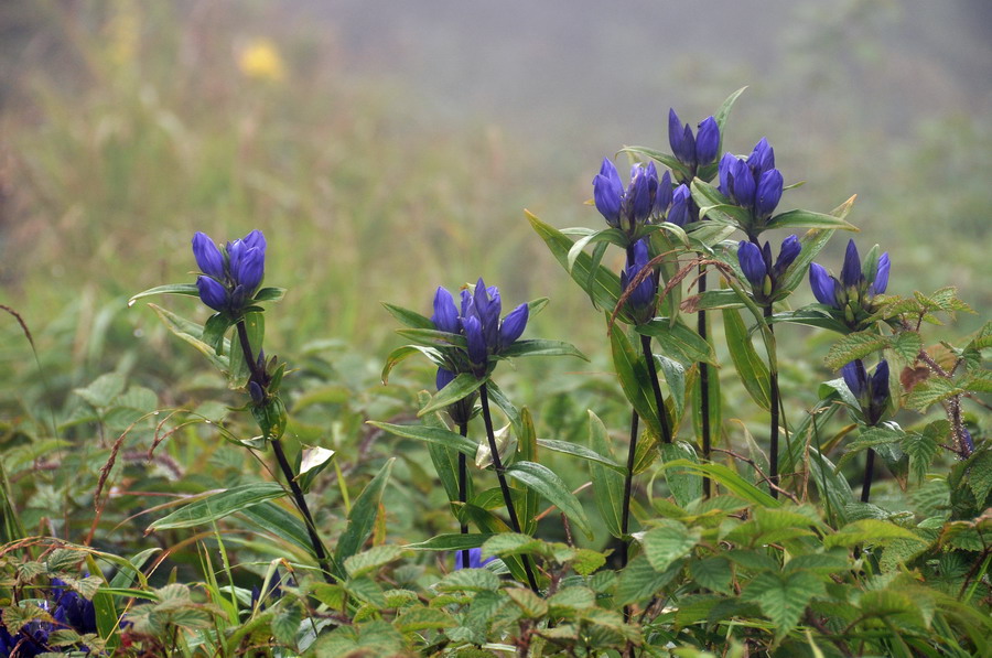 Изображение особи Gentiana triflora.