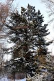 Picea ajanensis. Взрослое растение. Санкт-Петербург, Петроградский р-н, Ботанический сад им. Петра Великого, в культуре. 06.01.2021.